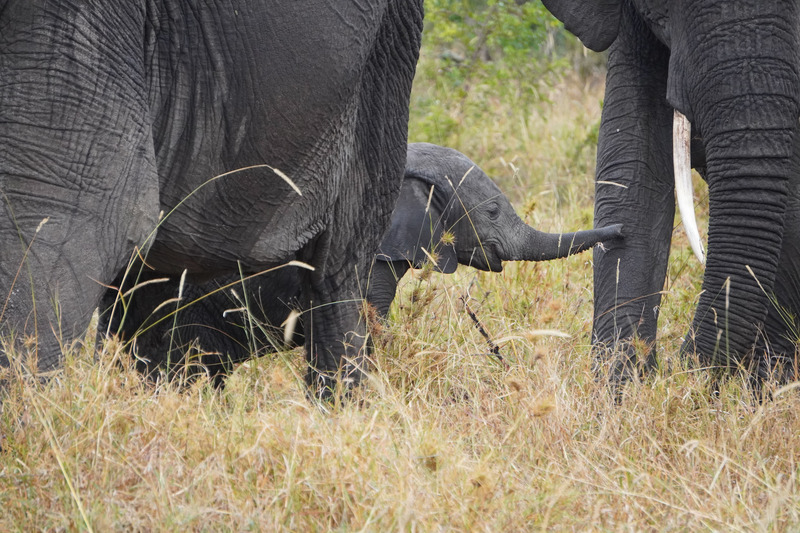 Baby elephant