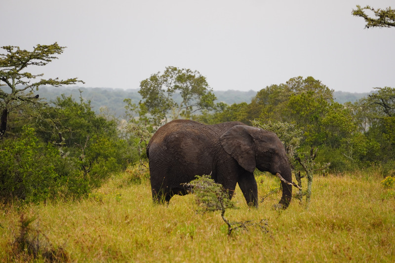Elephant by the lake
