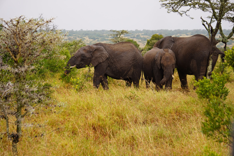 Elephants