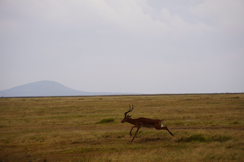 Gazelle