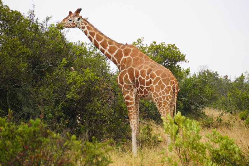 Giraffe