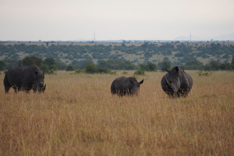 Three white rhinos