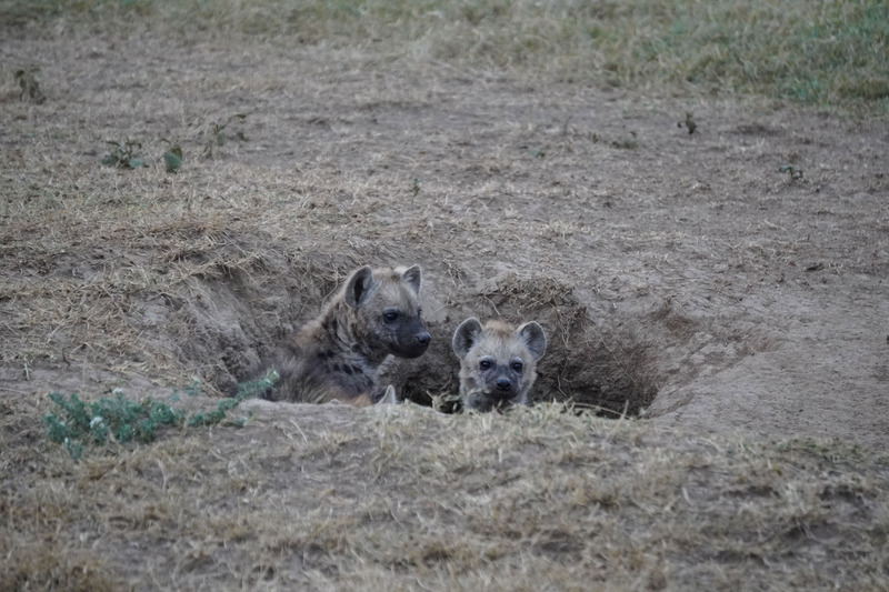Baby hyenas