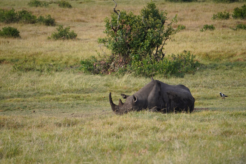 Black rhino with bird