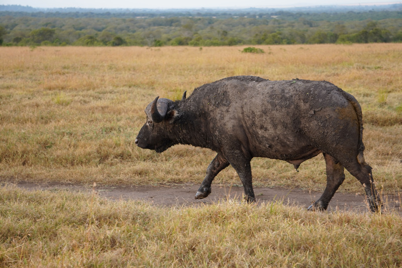 Buffalo