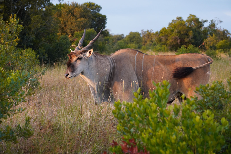 Eland