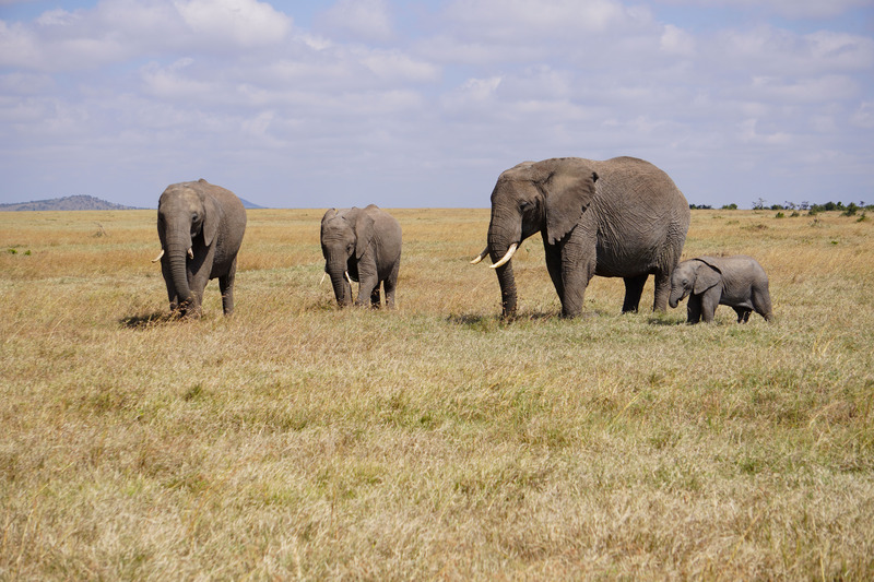 Elephants