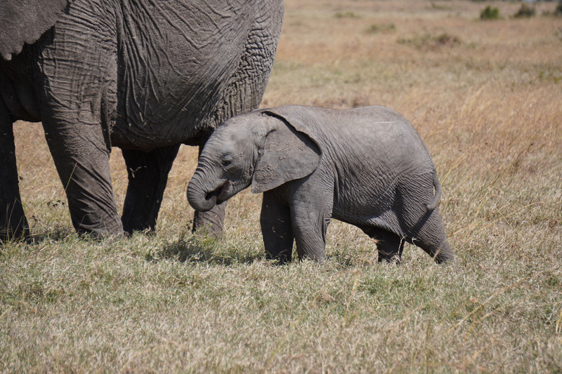 Elephants