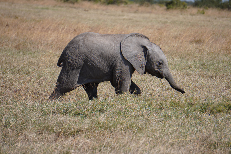 Elephants