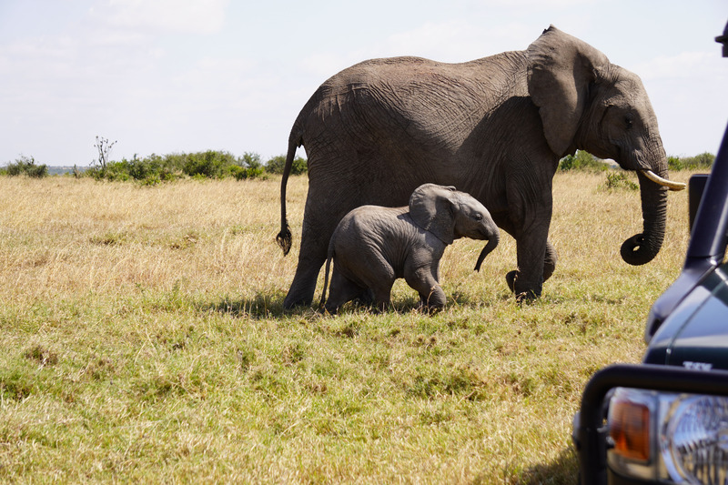 Elephants