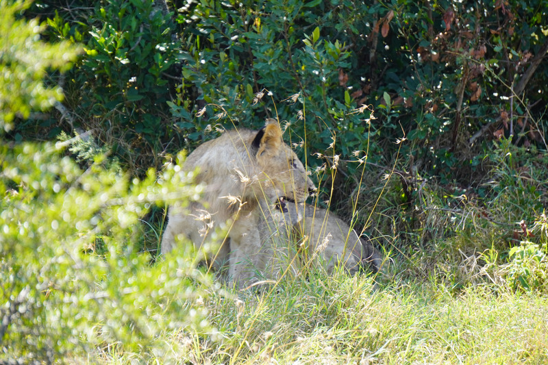 Female lion