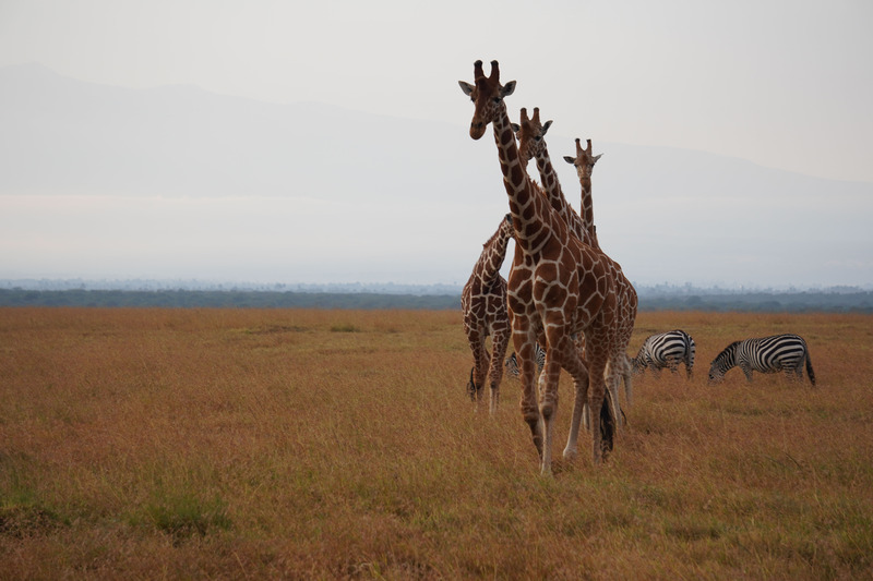 Giraffe and zebra together