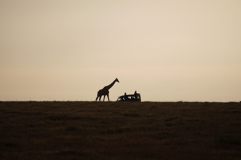 Giraffe in the distance