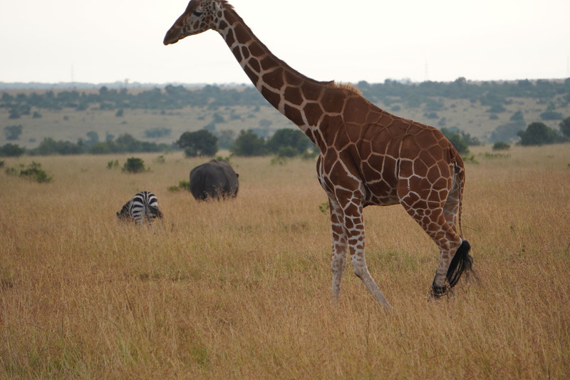 Giraffe, zebra, and rhino