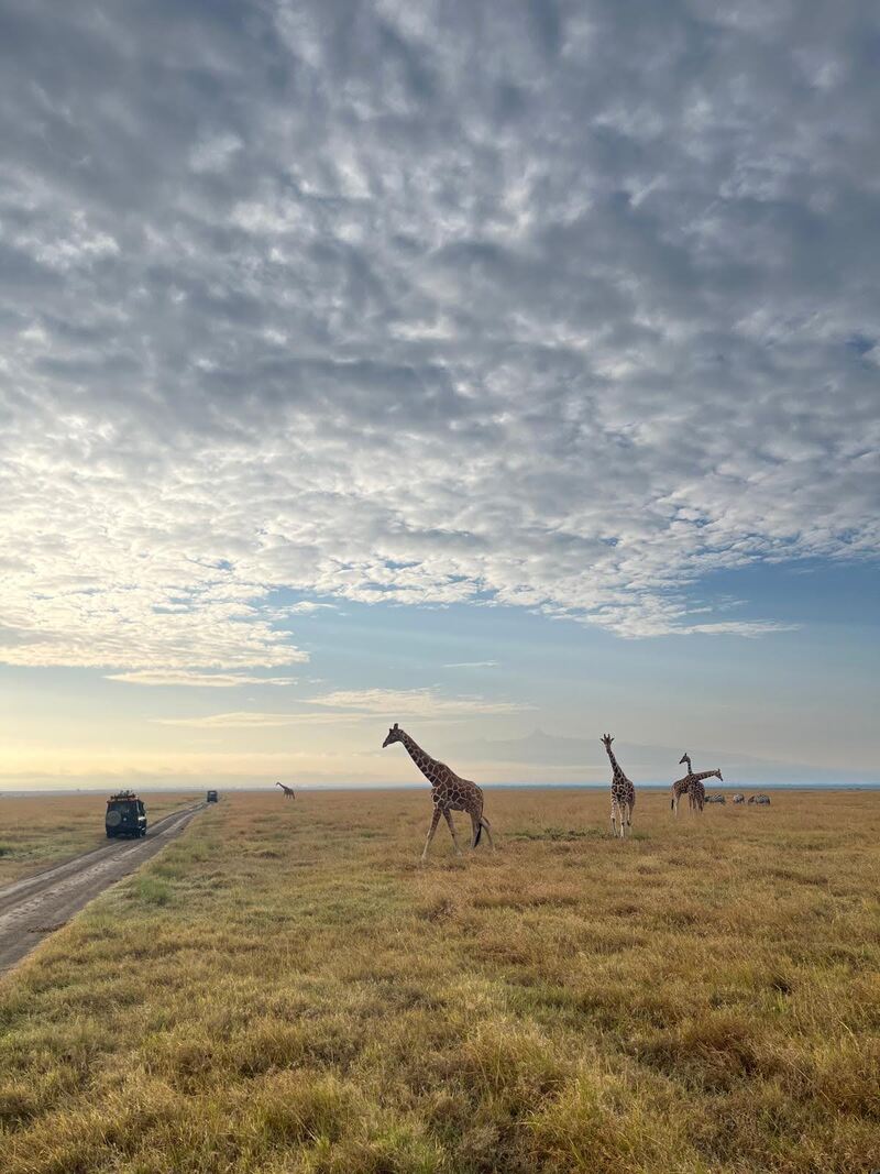 Giraffes in a line