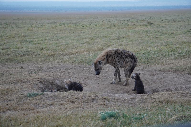 Hyena family