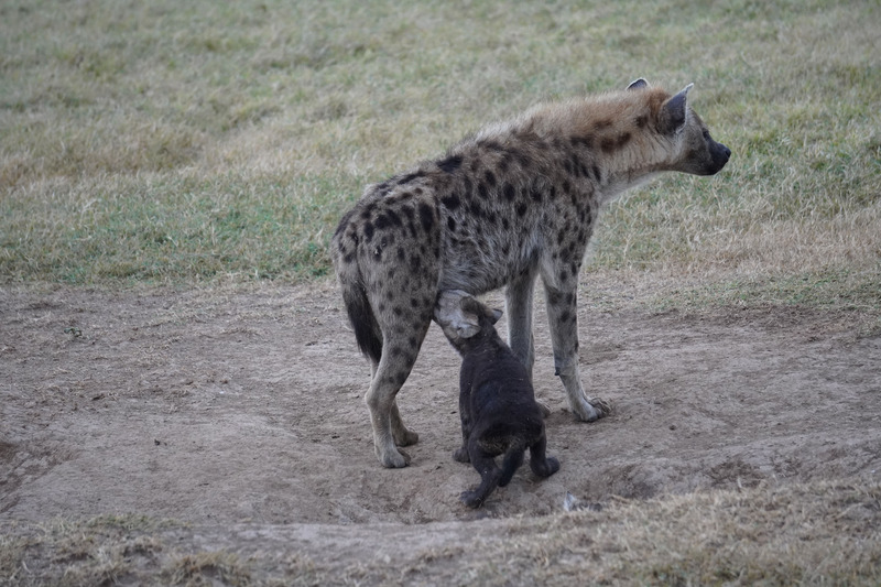 Hyena nursing