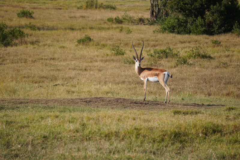 Impala