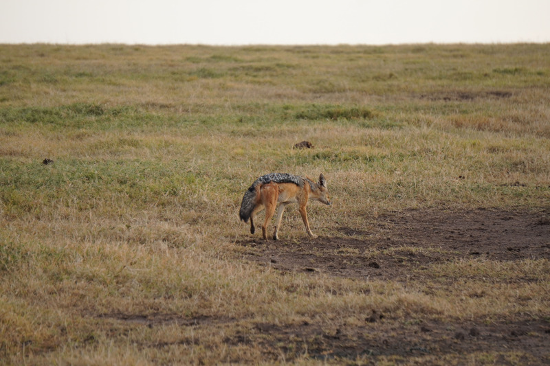 Jackal