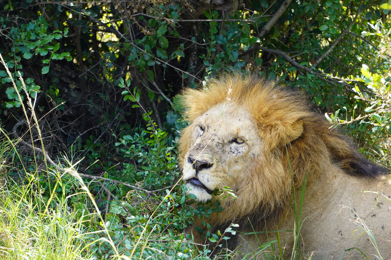 Male lion