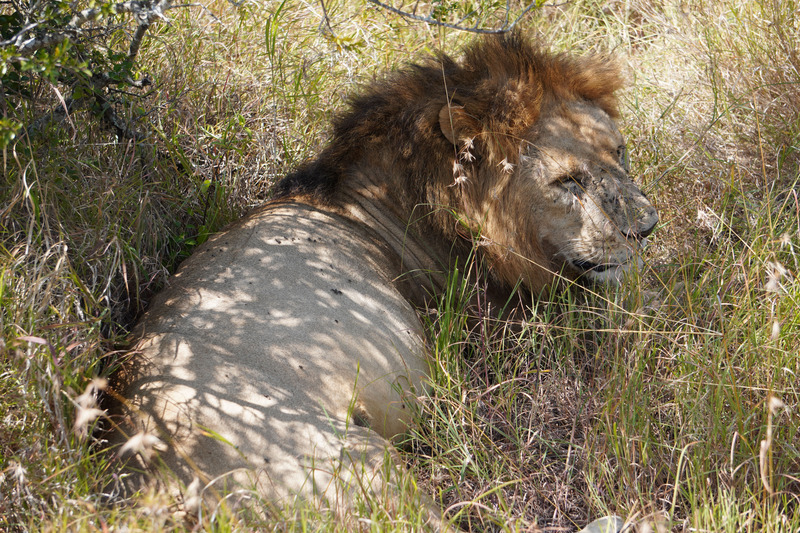 Second male lion resting