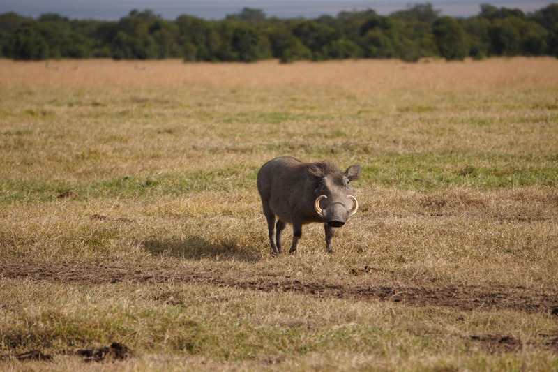 Warthog
