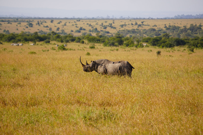 White rhino with bird
