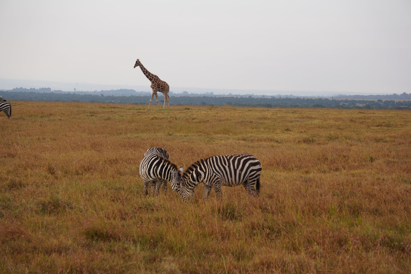 Zebra with giraffe in background