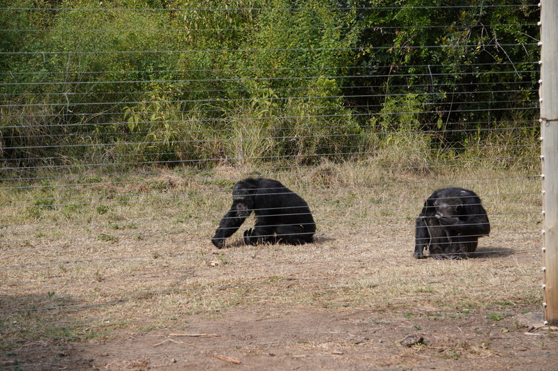 Chimpanzees
