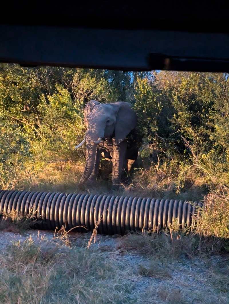 Elephant playing with culvert