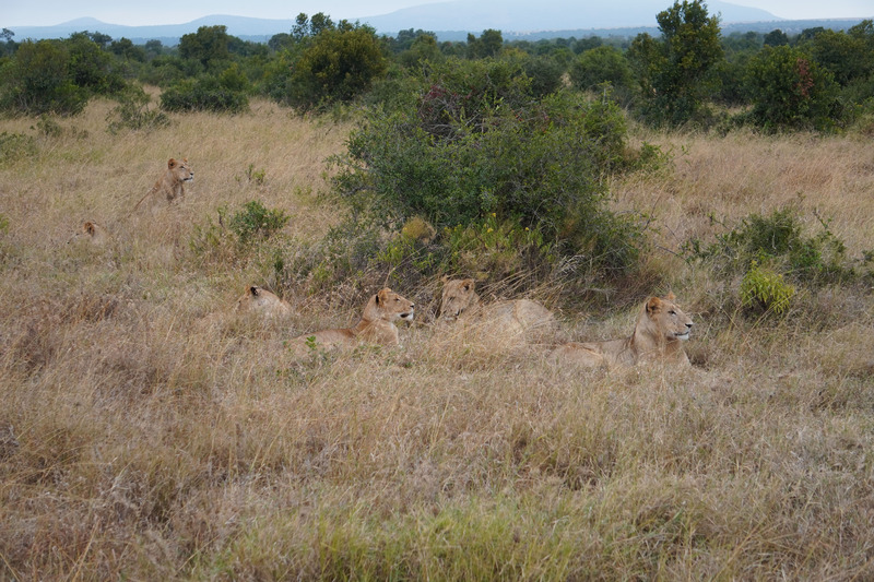 Lions 1