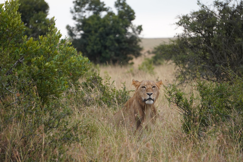 Lions 3