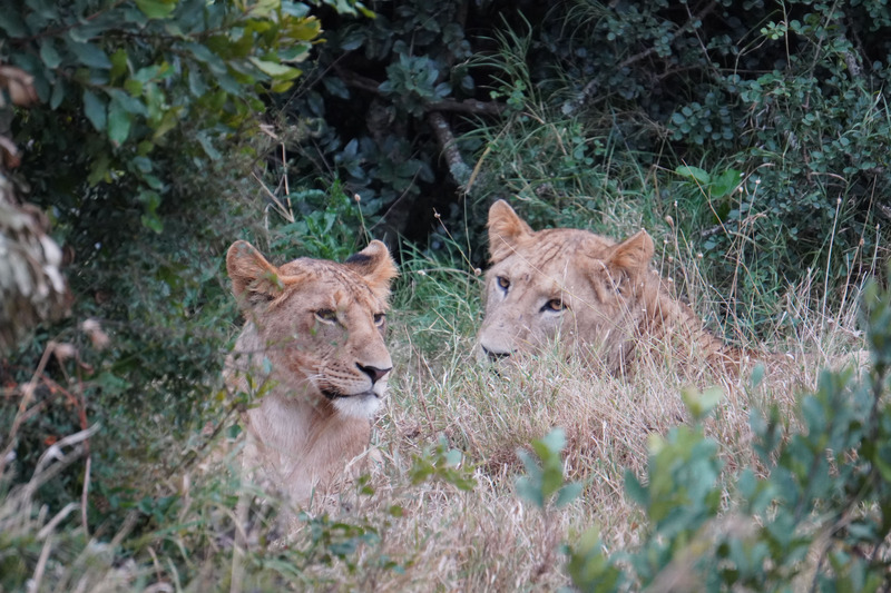 Lions 4