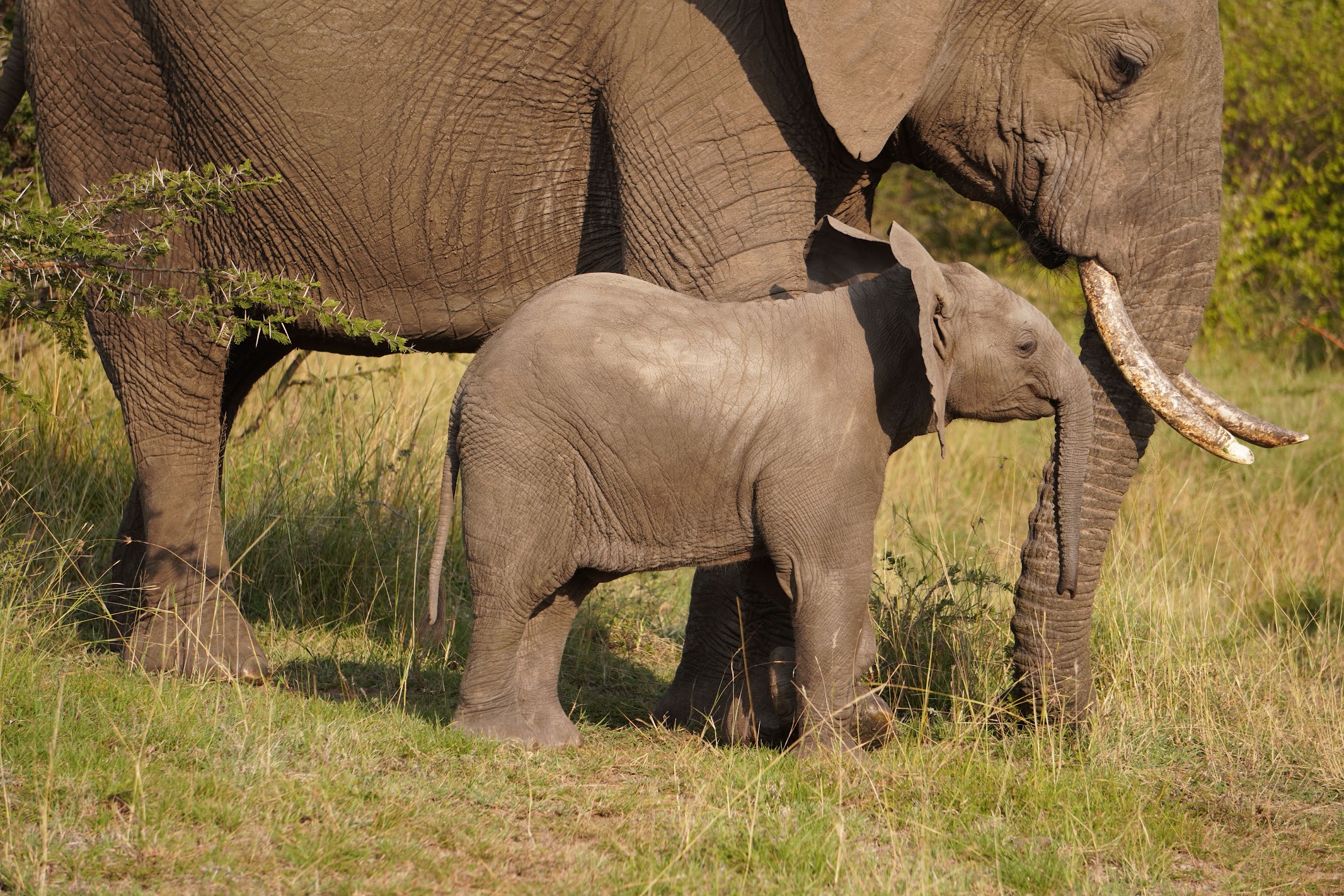 Baby elephant staying close to the herd