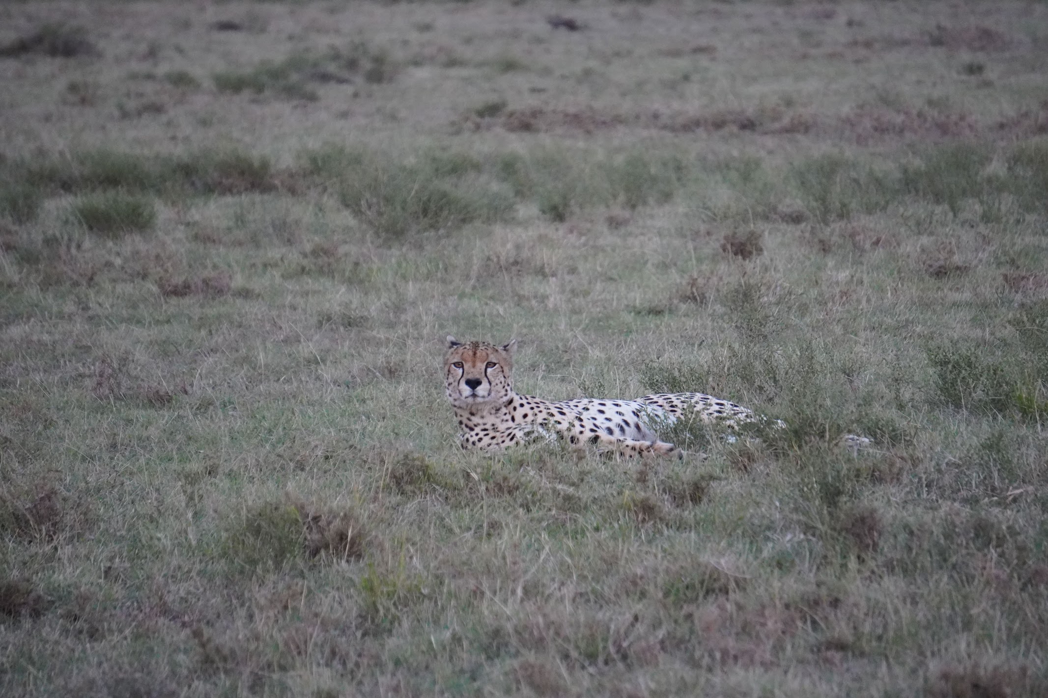Cheetah resting in the grass