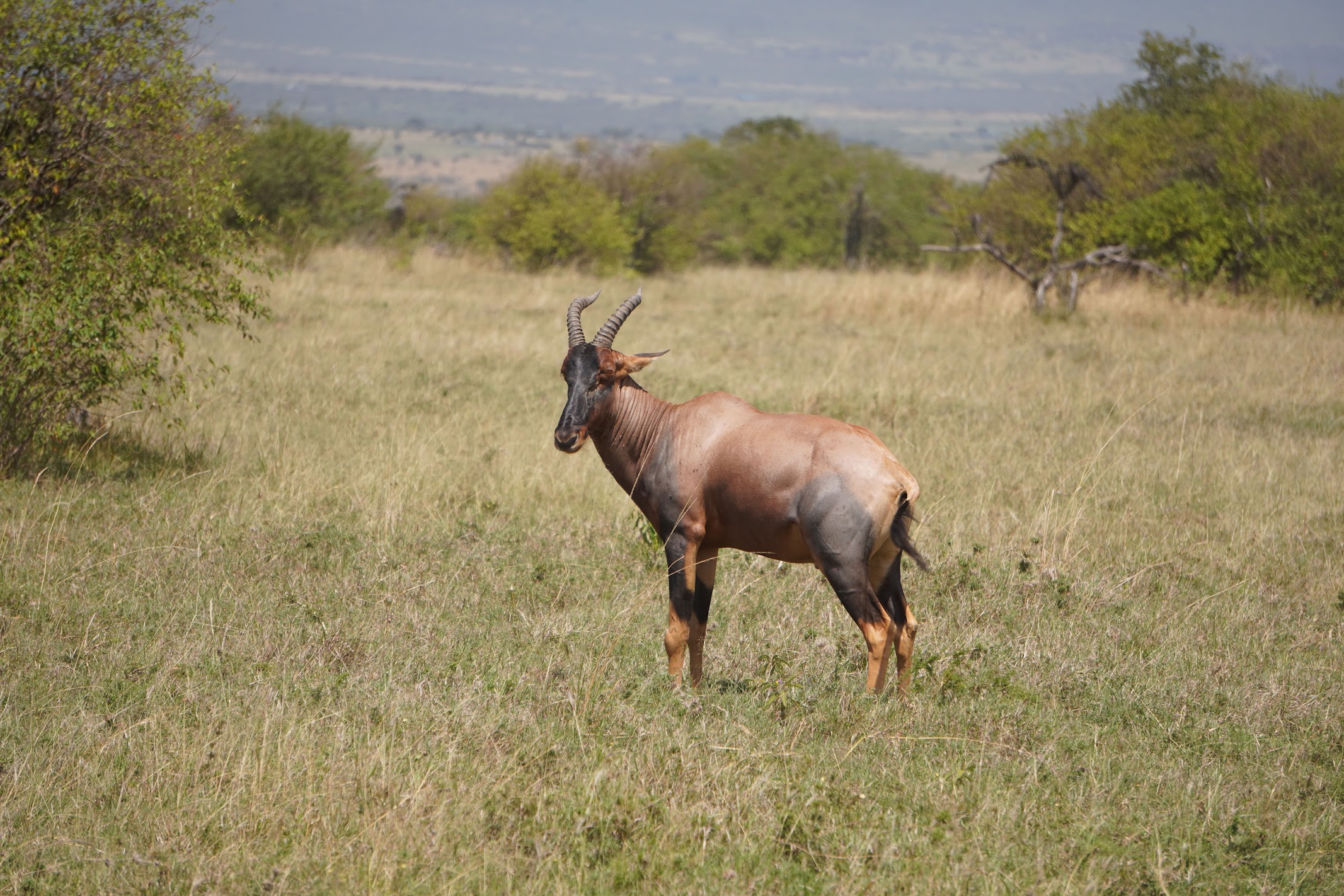 Kopi, a small dik-dik antelope