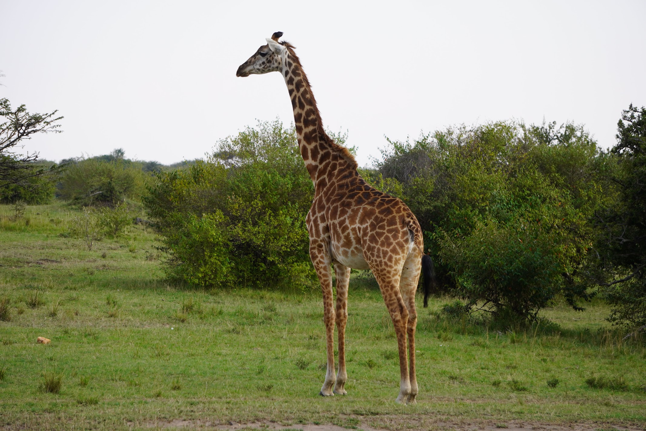 Masai Giraffe with distinctive patch patterns