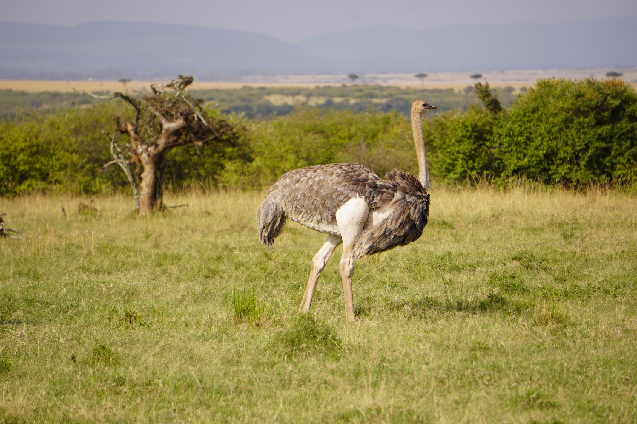Ostrich standing in the savanna