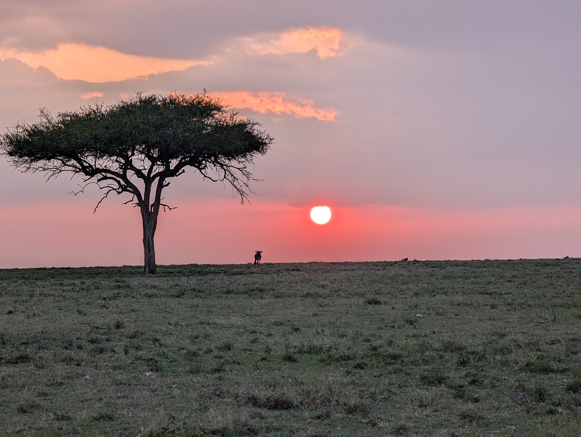 Wildebeest silhouetted against the sunset