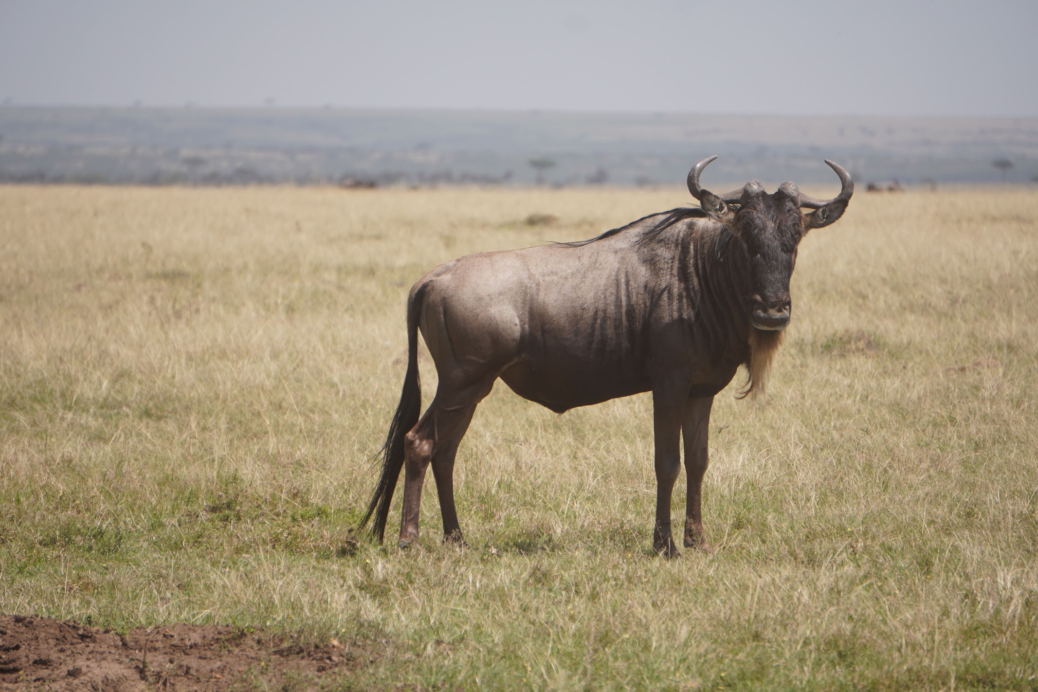 Wildebeest grazing in the conservancy